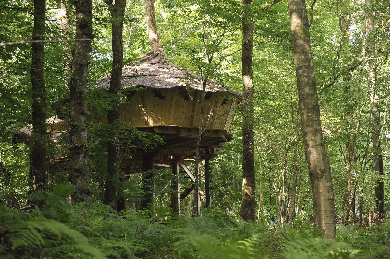 Cabane de la Digue - Point de vue forestier