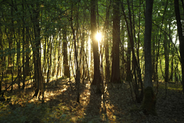 Forêt sous étage Domaine