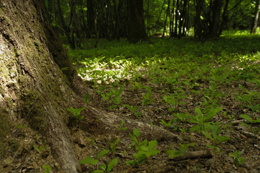 Forêt Régénération