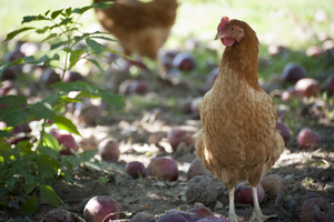 Poules 3 RW